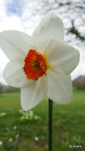 fleur